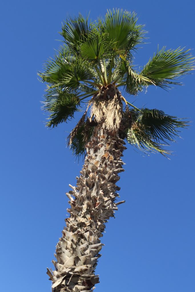 Beautiful palm tree on a sunny day in Alicante, Spain