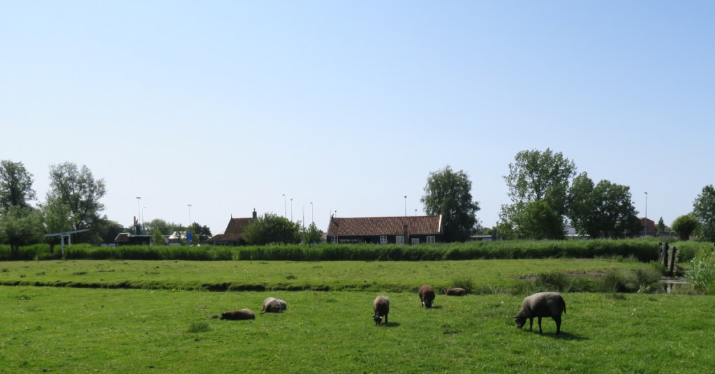 Zaanse Schans farm animals